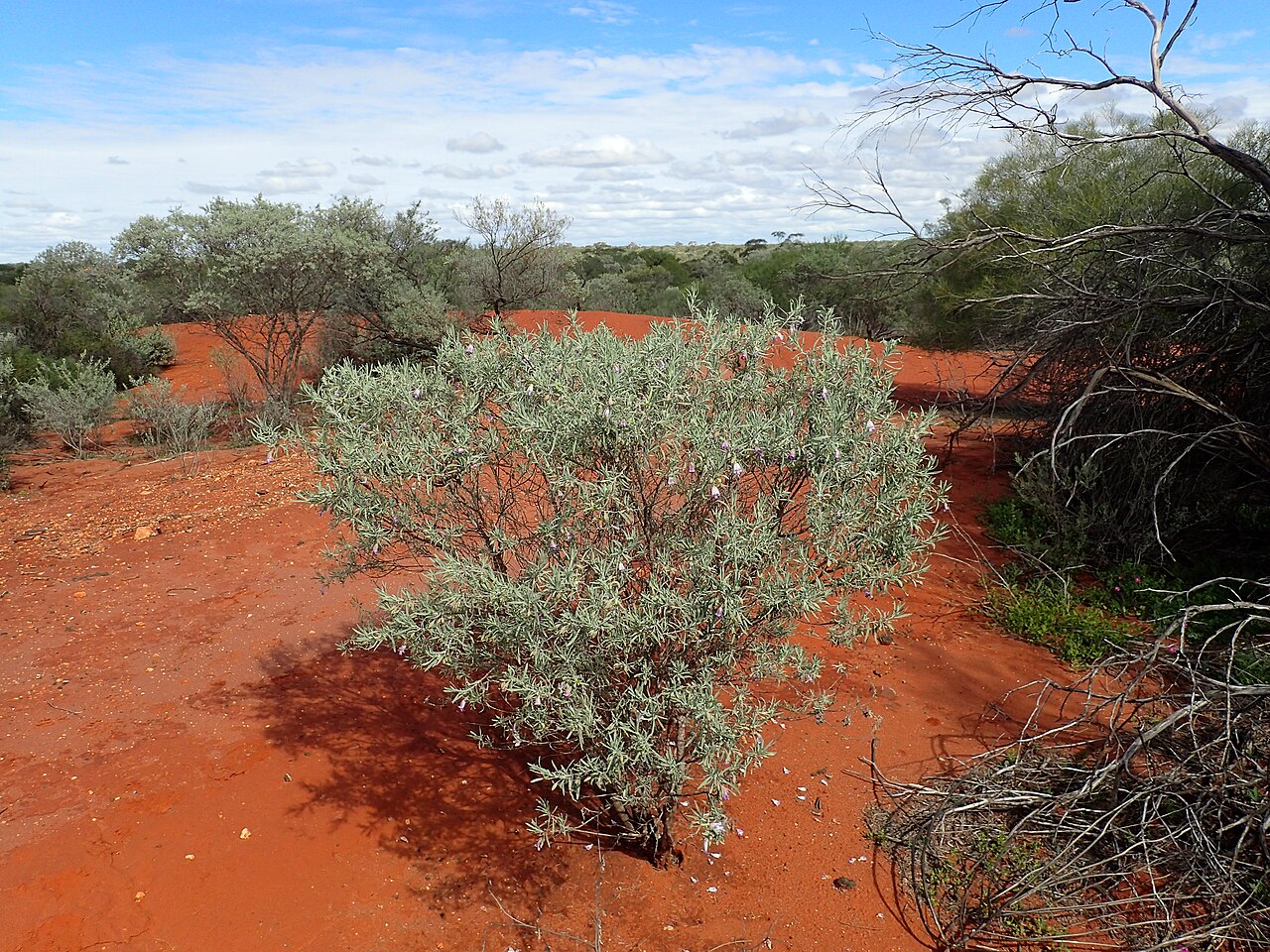 Shark Bay poverty bush: Eremophila maitlandii growing 9.5 km north of the Billabong Roadhouse