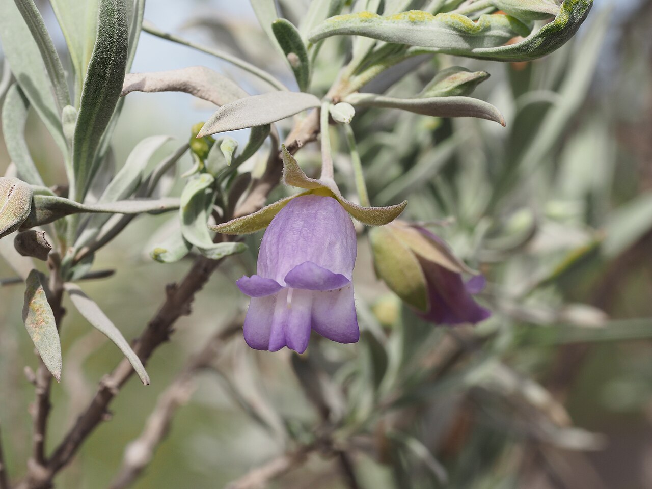 Shark Bay poverty bush: Eremophila maitlandii growing 9.5 km north of the Billabong Roadhouse