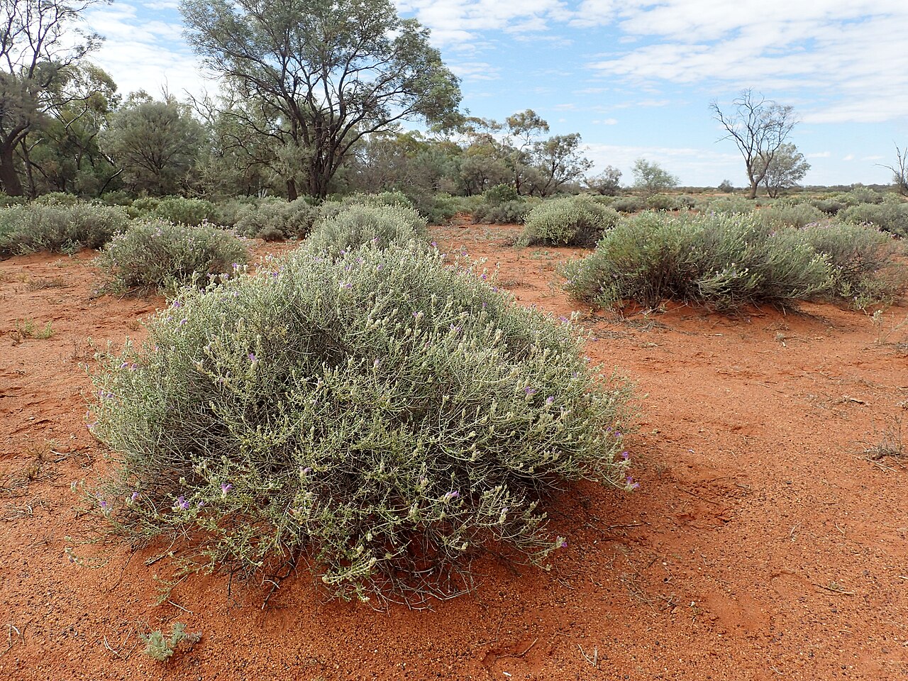 Eremophila malacoides: Eremophila malacoides growing 50km west of Wiluna