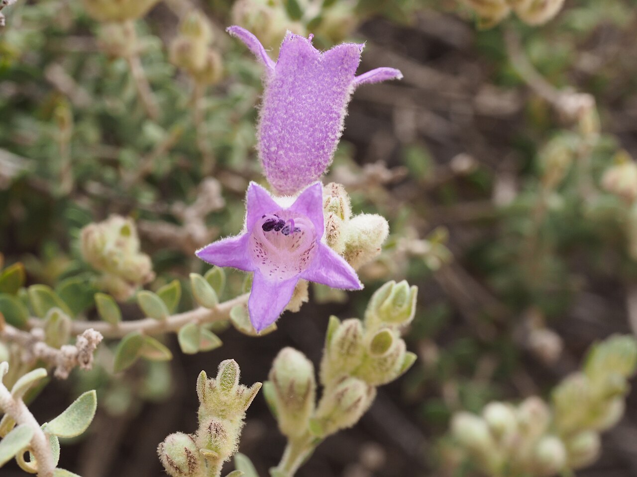 Eremophila malacoides: Eremophila malacoides growing 50km west of Wiluna