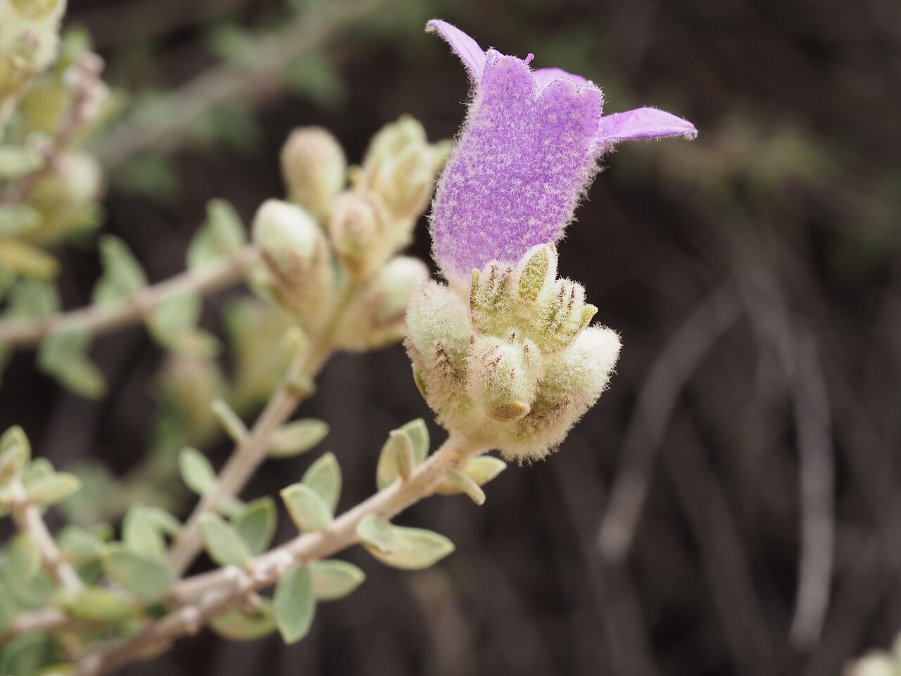 Eremophila malacoides: Eremophila malacoides growing 50km west of Wiluna