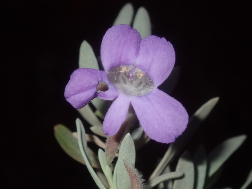 Sandbank poverty bush (Eremophila margarethae)