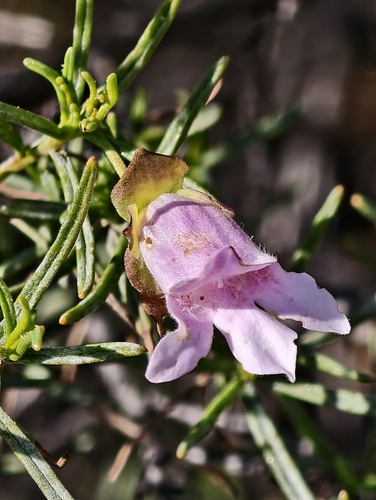 Eremophila metallicorum (Eremophila metallicorum)