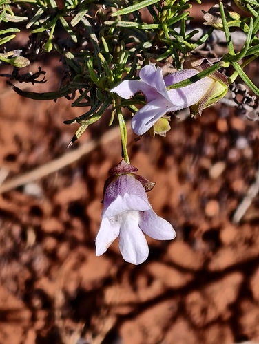 Eremophila metallicorum (Eremophila metallicorum)