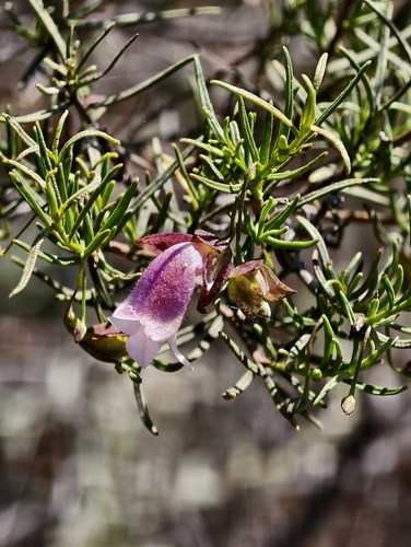 Eremophila metallicorum (Eremophila metallicorum)