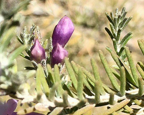 Heath-like eremophila: Eremophila microtheca cultivar with buds