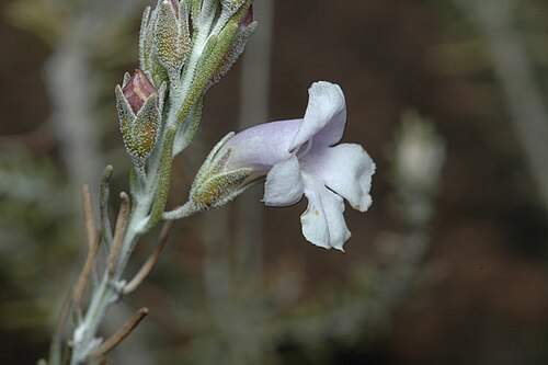 Heath-like eremophila: Eremophila microtheca