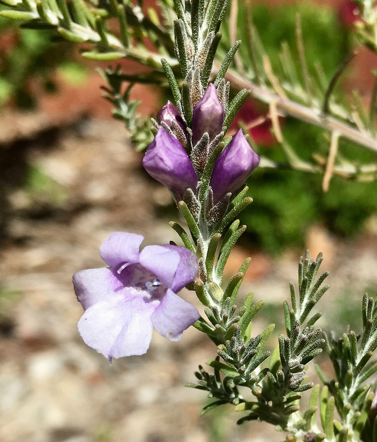 Heath-like eremophila: Eremophila microtheca cultivar with buds and flower