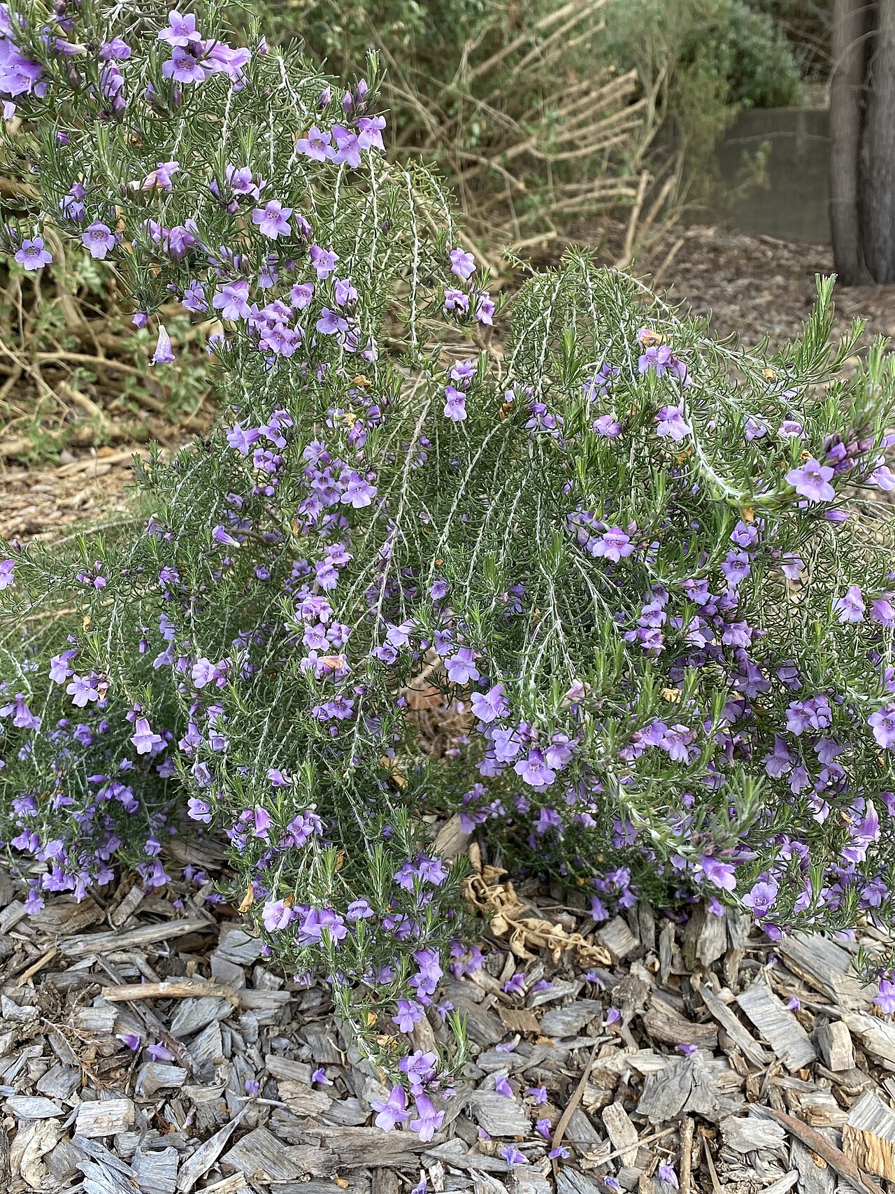 Heath-like eremophila: Eremophila microtheca in the Australian Botanic Garden, Mount Annan