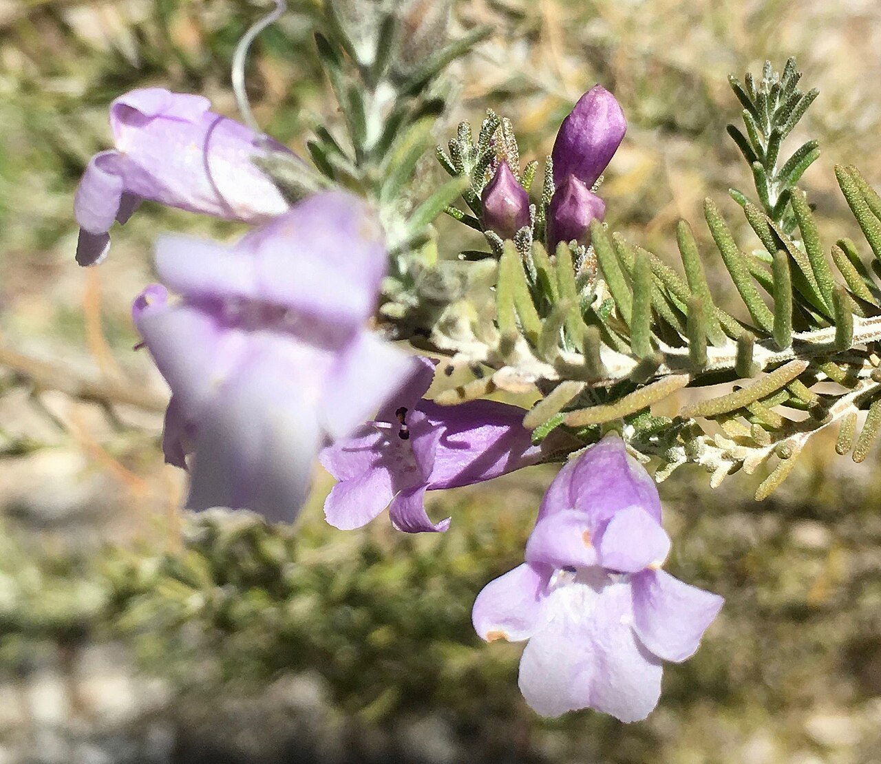 Heath-like eremophila: Eremophila microtheca cultivar in flower with buds