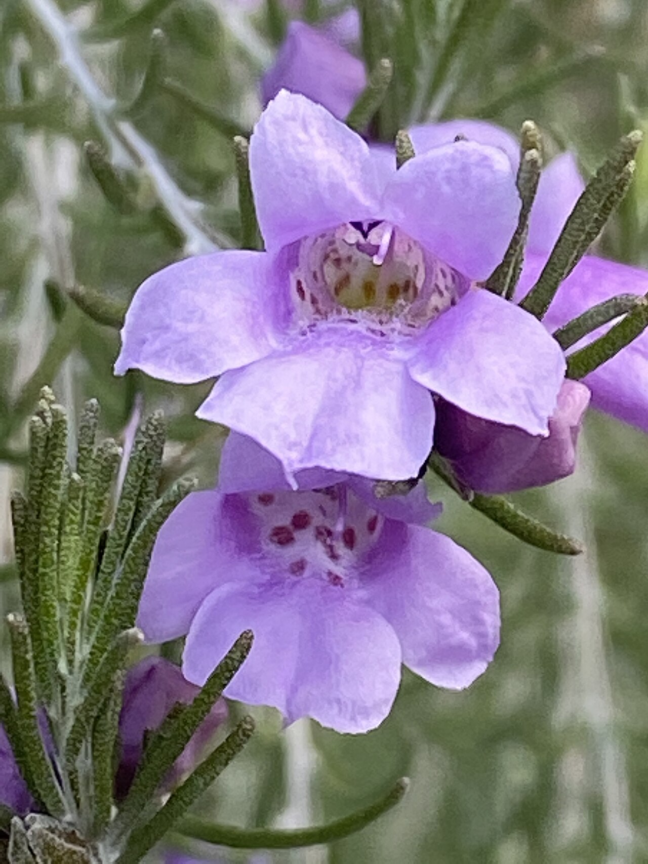 Heath-like eremophila: Eremophila microtheca in the Australian Botanic Garden, Mount Annan