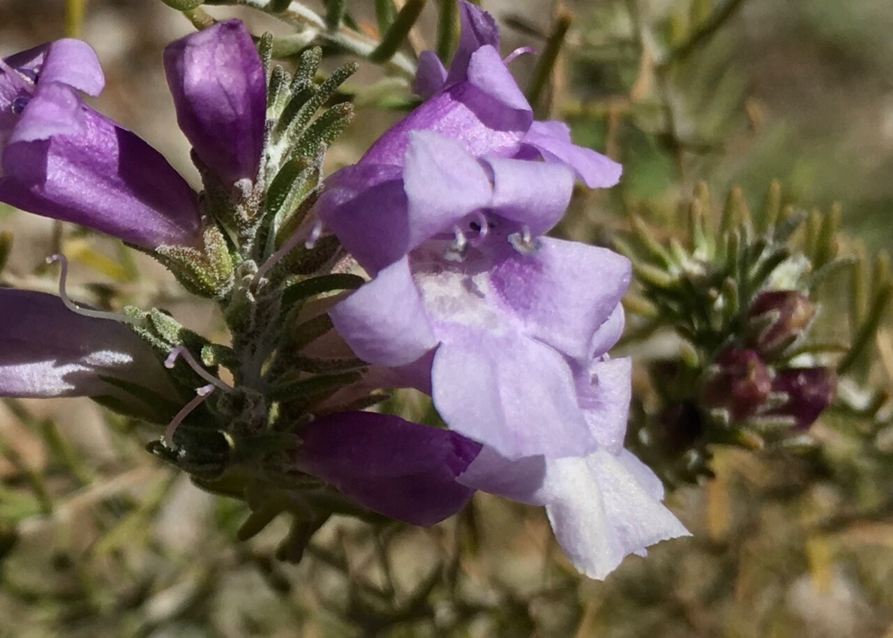 Heath-like eremophila: Eremophila microtheca cultivar with buds
