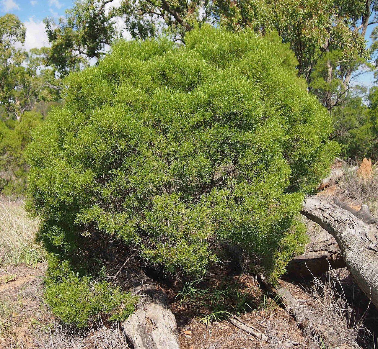 Eremophila mitchellii: Eremophila mitchellii