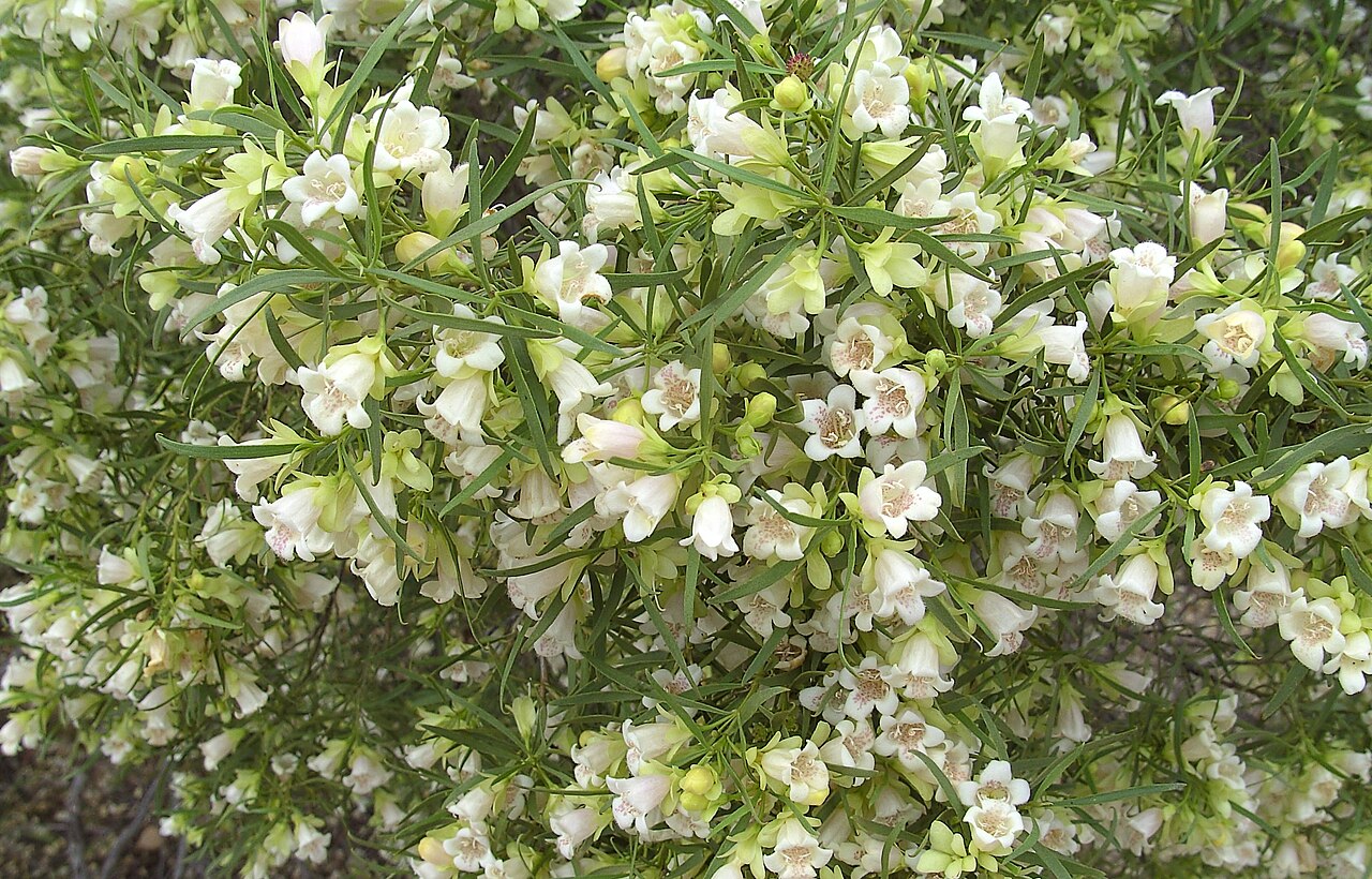 Eremophila mitchellii: Eremophila mitchellii Good rain a couple of moths ago has created a great display on the Mitchell Highway and north of Bourke.