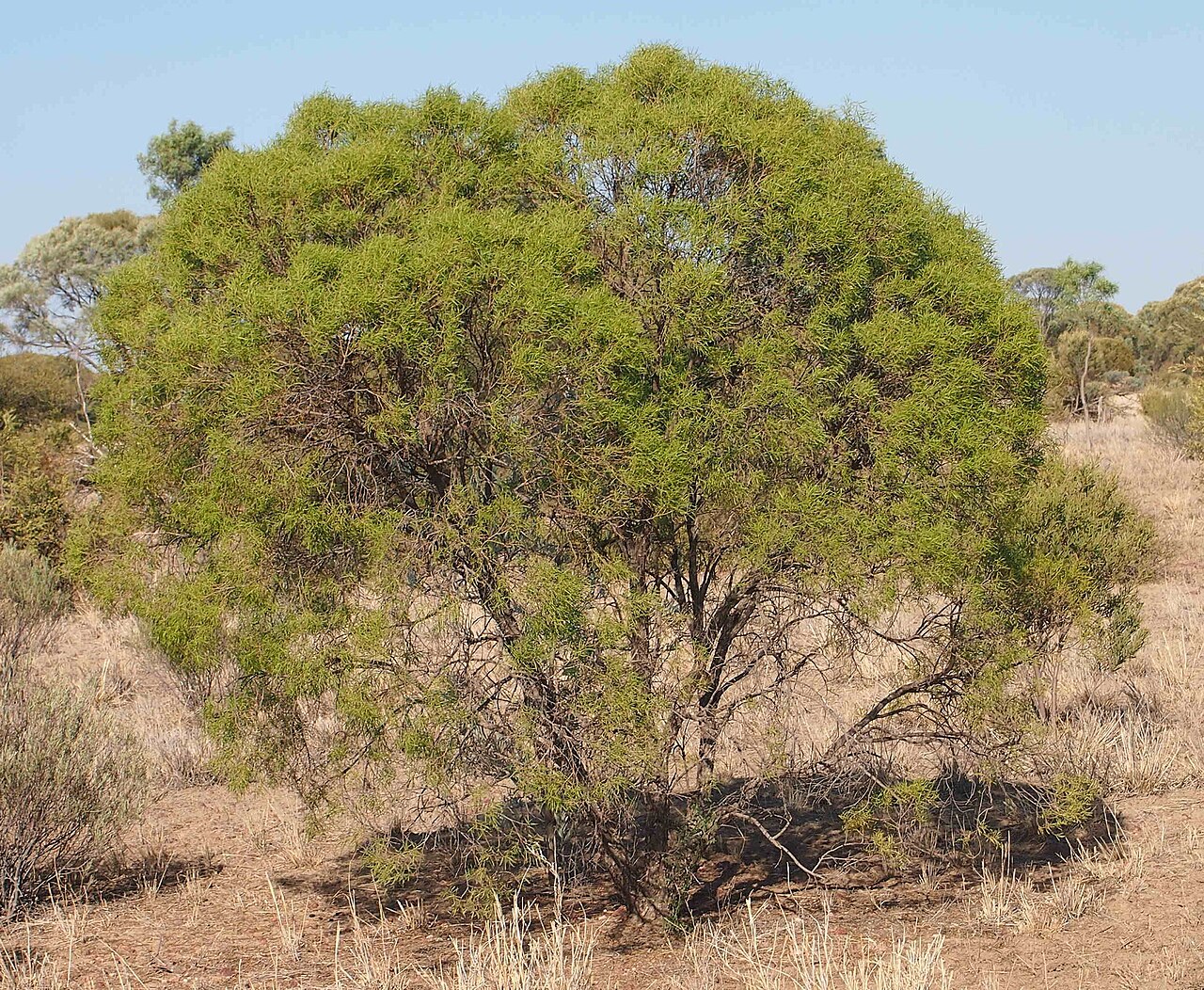 Eremophila mitchellii: Eremophila mitchellii habit