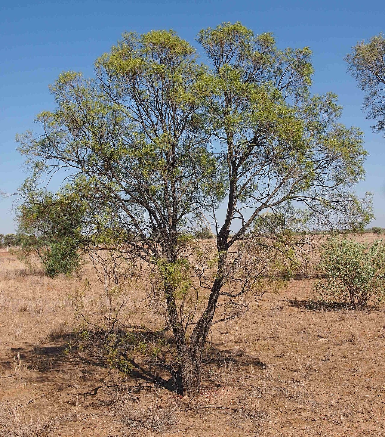 Eremophila mitchellii: Eremophila mitchellii habit
