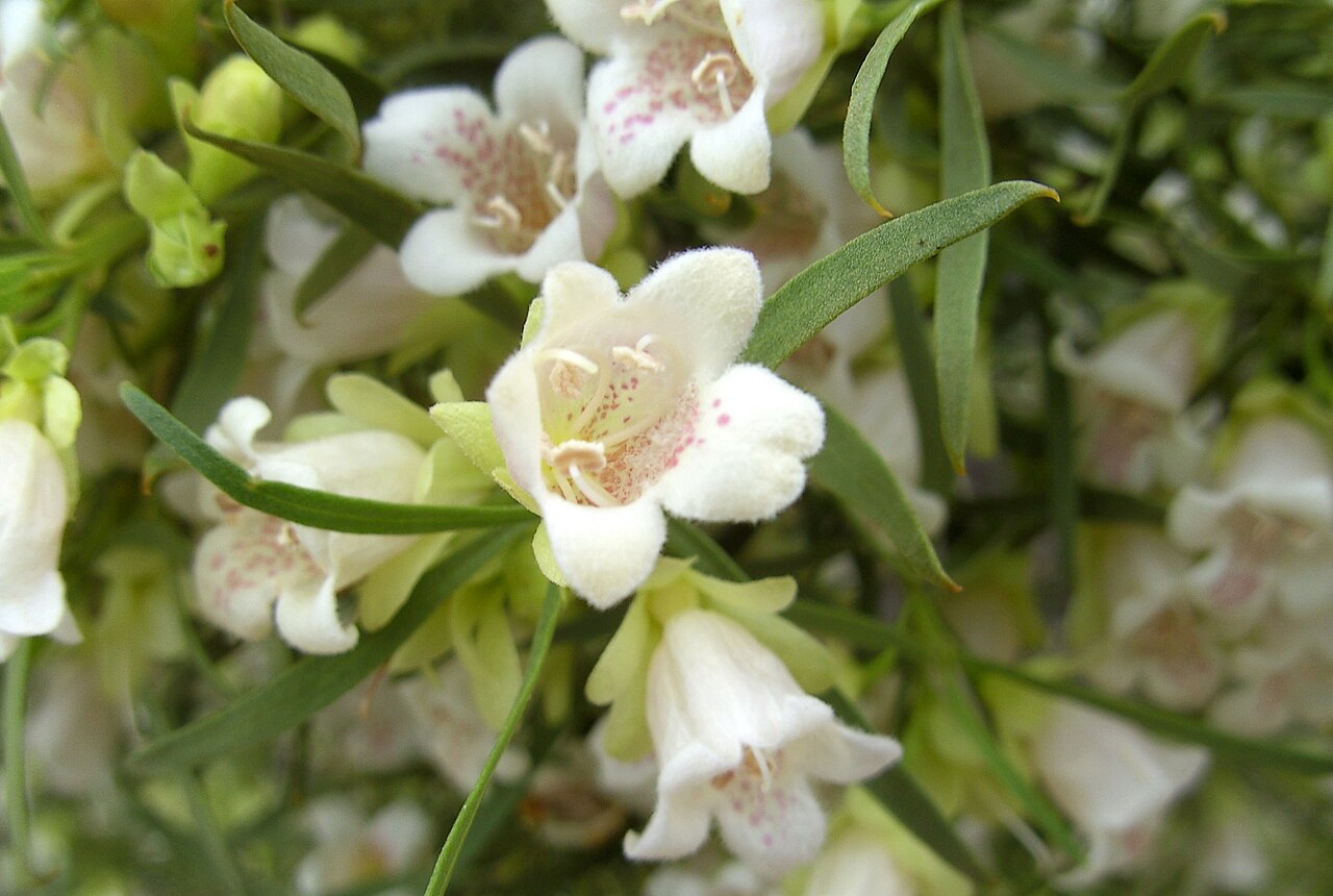 Eremophila mitchellii: Eremophila mitchellii