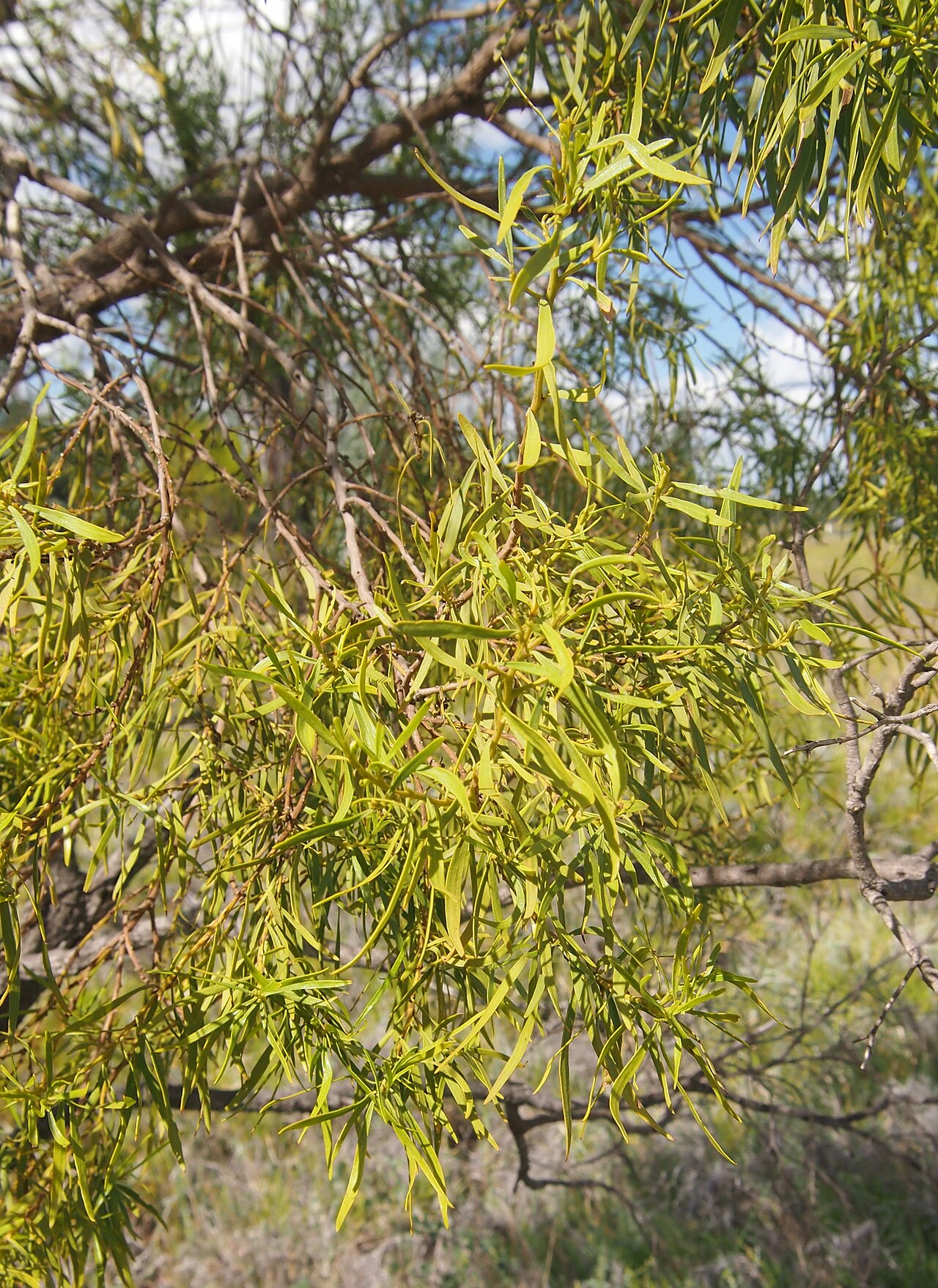 Eremophila mitchellii: Eremophila mitchellii foliage