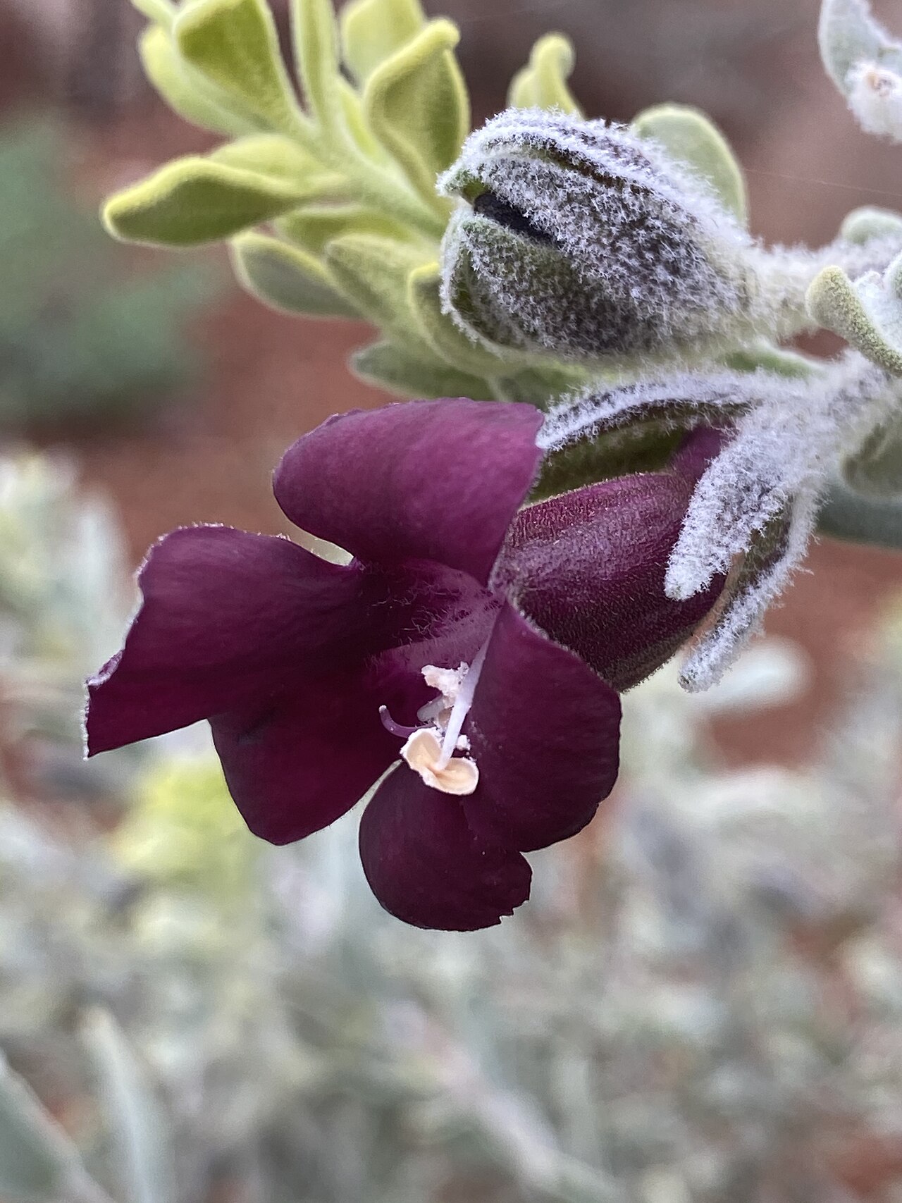 Eremophila muelleriana: Eremophila muelleriana flower in the Australian Botanic Garden Mount Annan