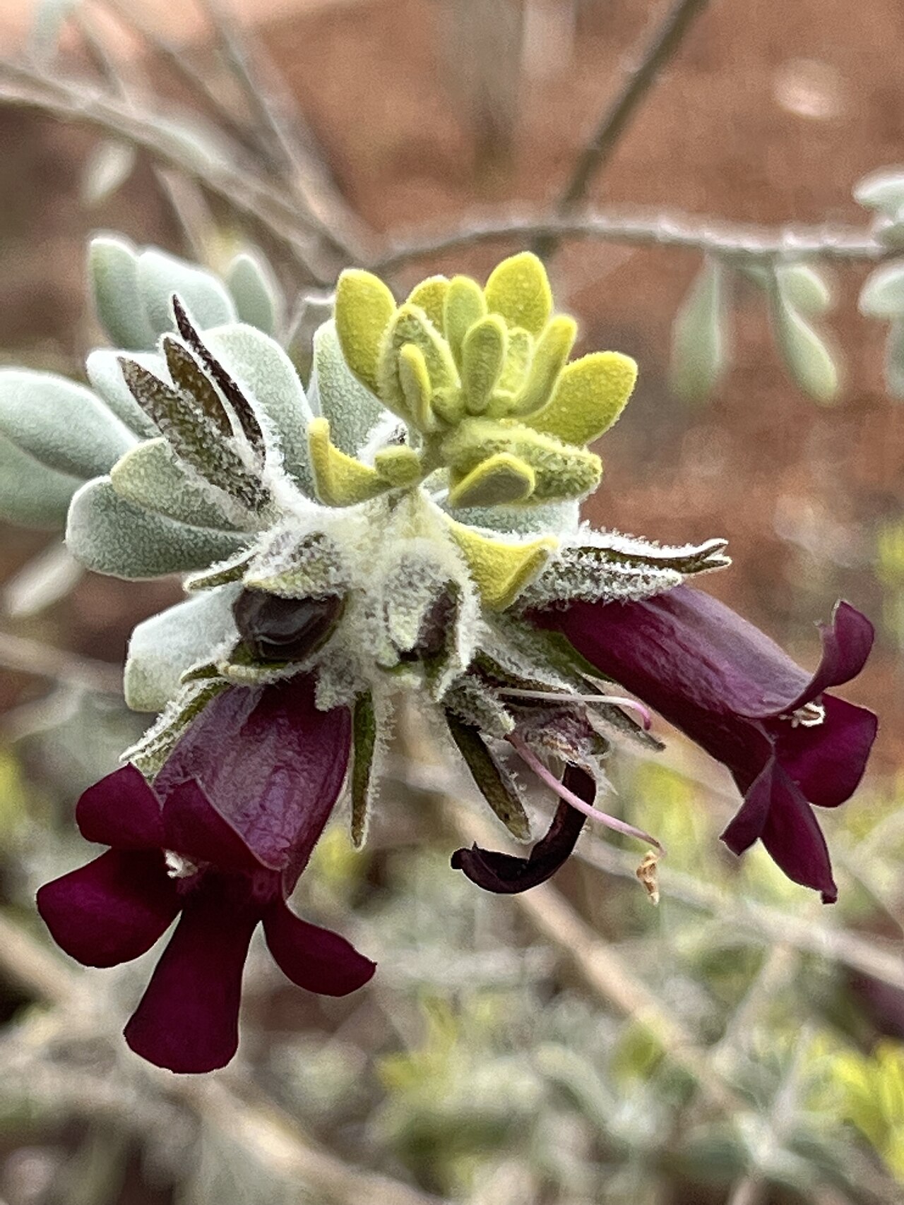 Eremophila muelleriana: Eremophila muelleriana cultivated plant growing in the Australian Botanic Garden