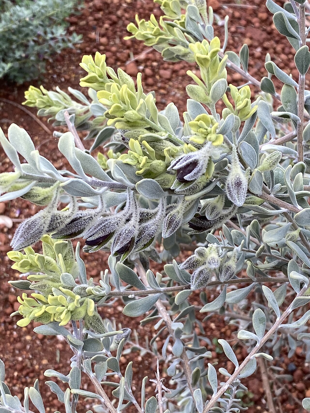 Eremophila muelleriana: Eremophila muelleriana foliage in the Australian Botanic Garden Mount Annan