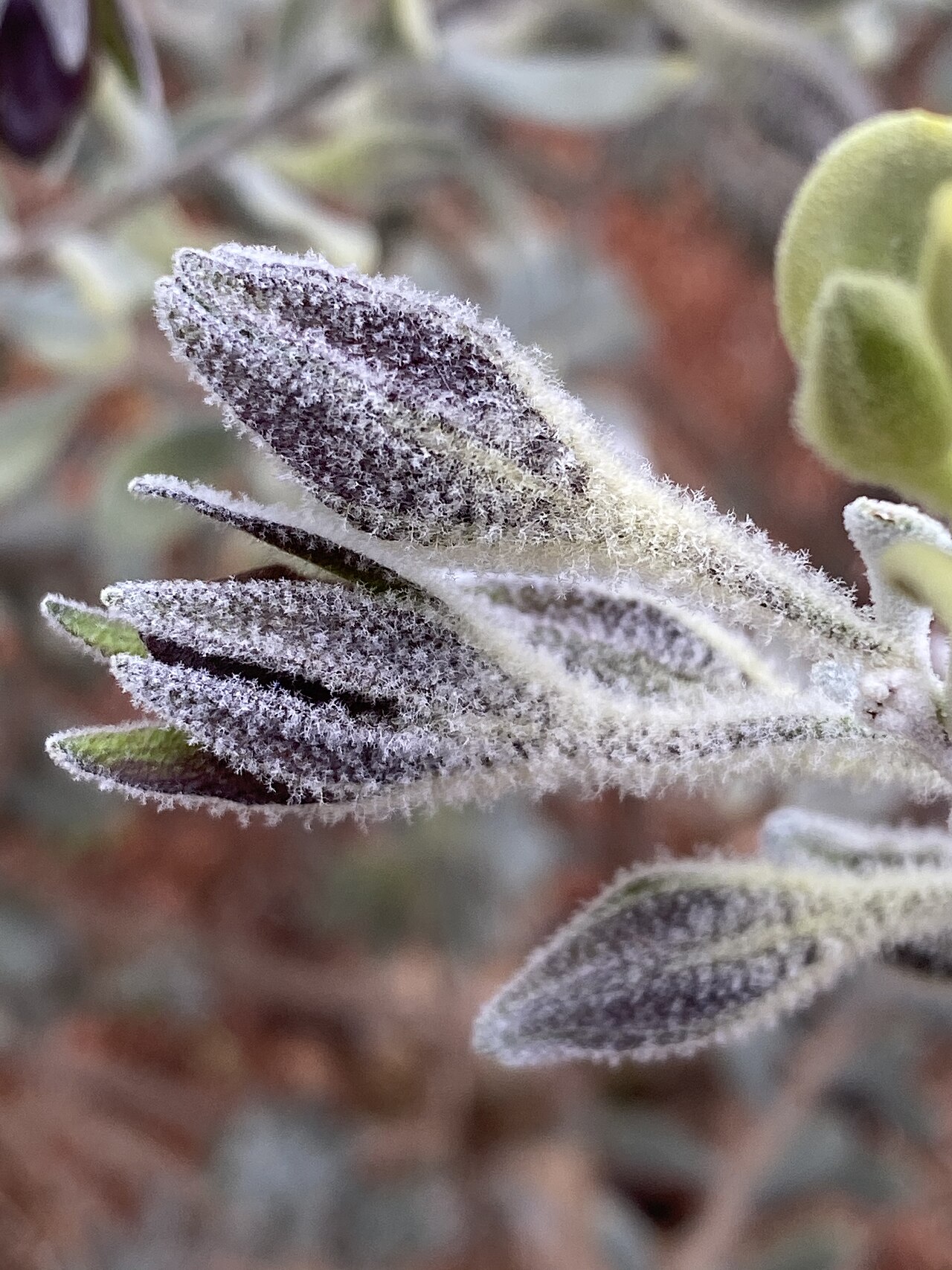 Eremophila muelleriana: Sepals of Eremophila muelleriana in Australian Botanic Garden Mount Annan