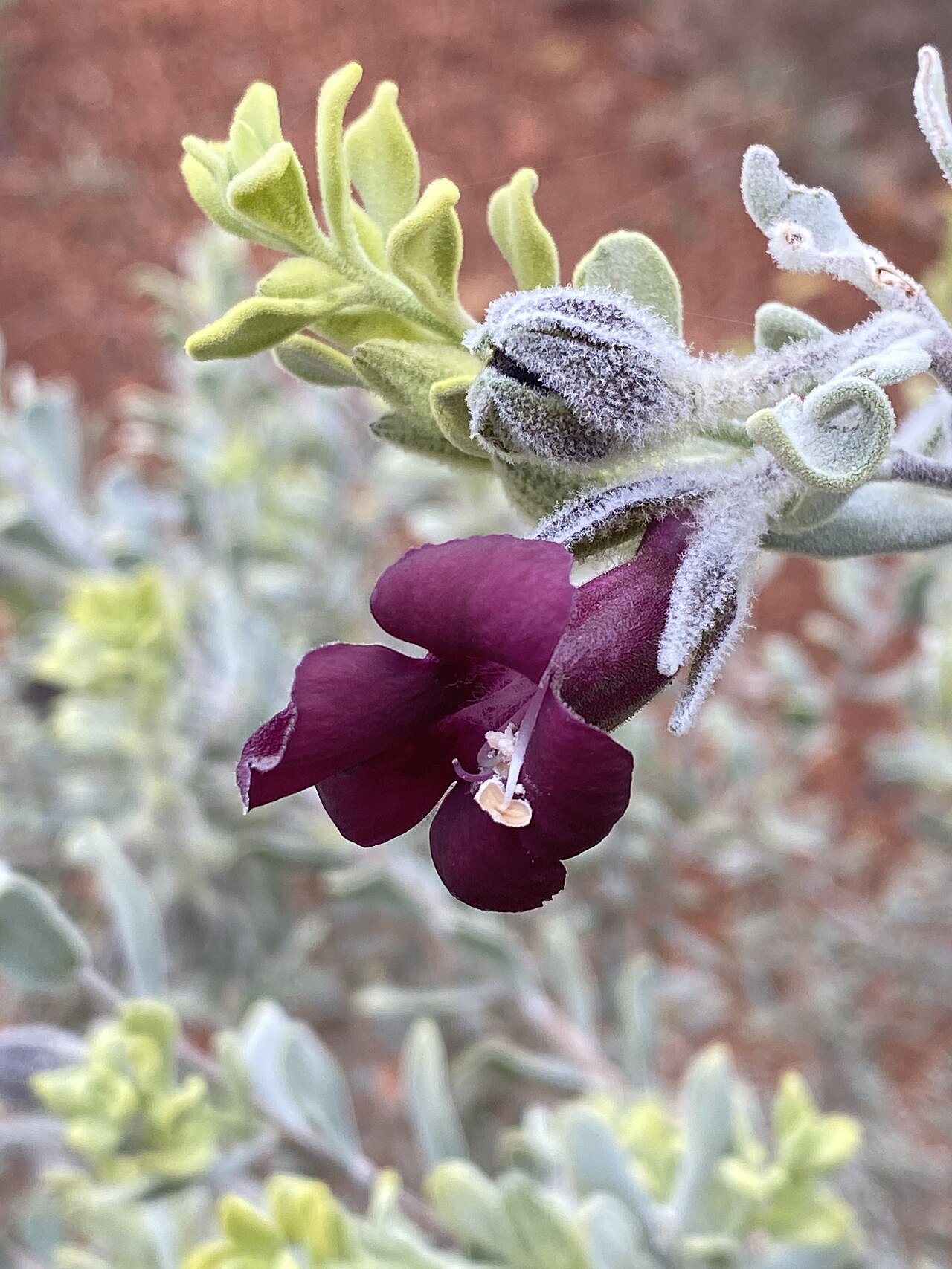 Eremophila muelleriana: Eremophila muelleriana flower and foliage in the Australian Botanic Garden Mount Annan