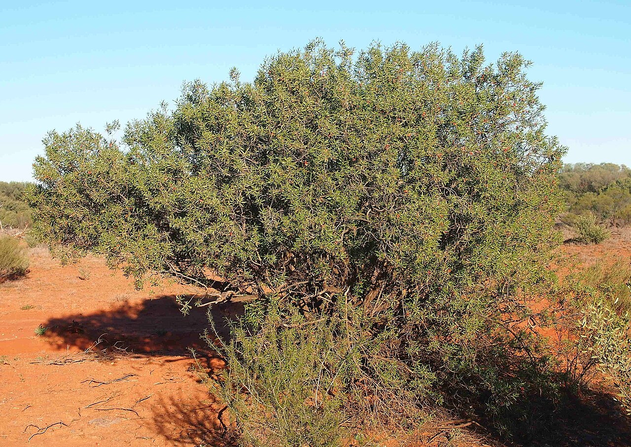 Eremophila neglecta: Eremophla neglecta