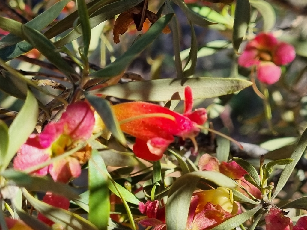 Eremophila neglecta (Eremophila neglecta)