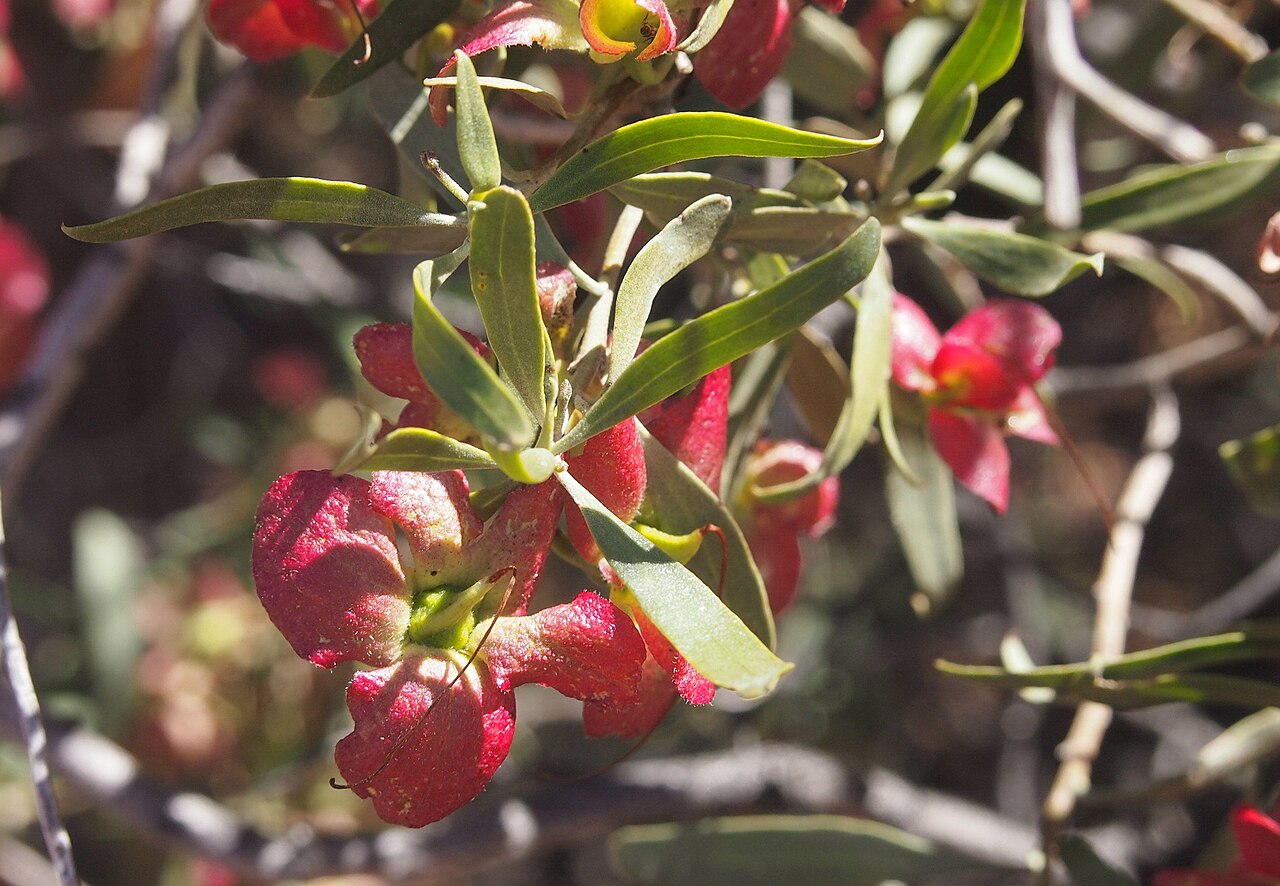 Eremophila neglecta: Eremophila neglecta foliage and bracts