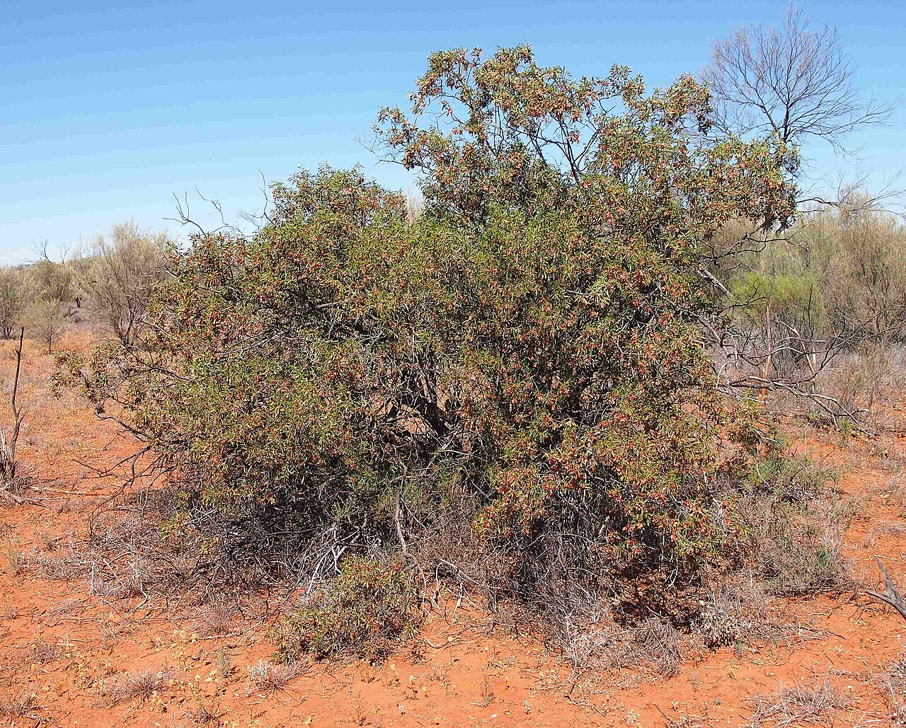 Eremophila neglecta: Eremophila neglecta habit