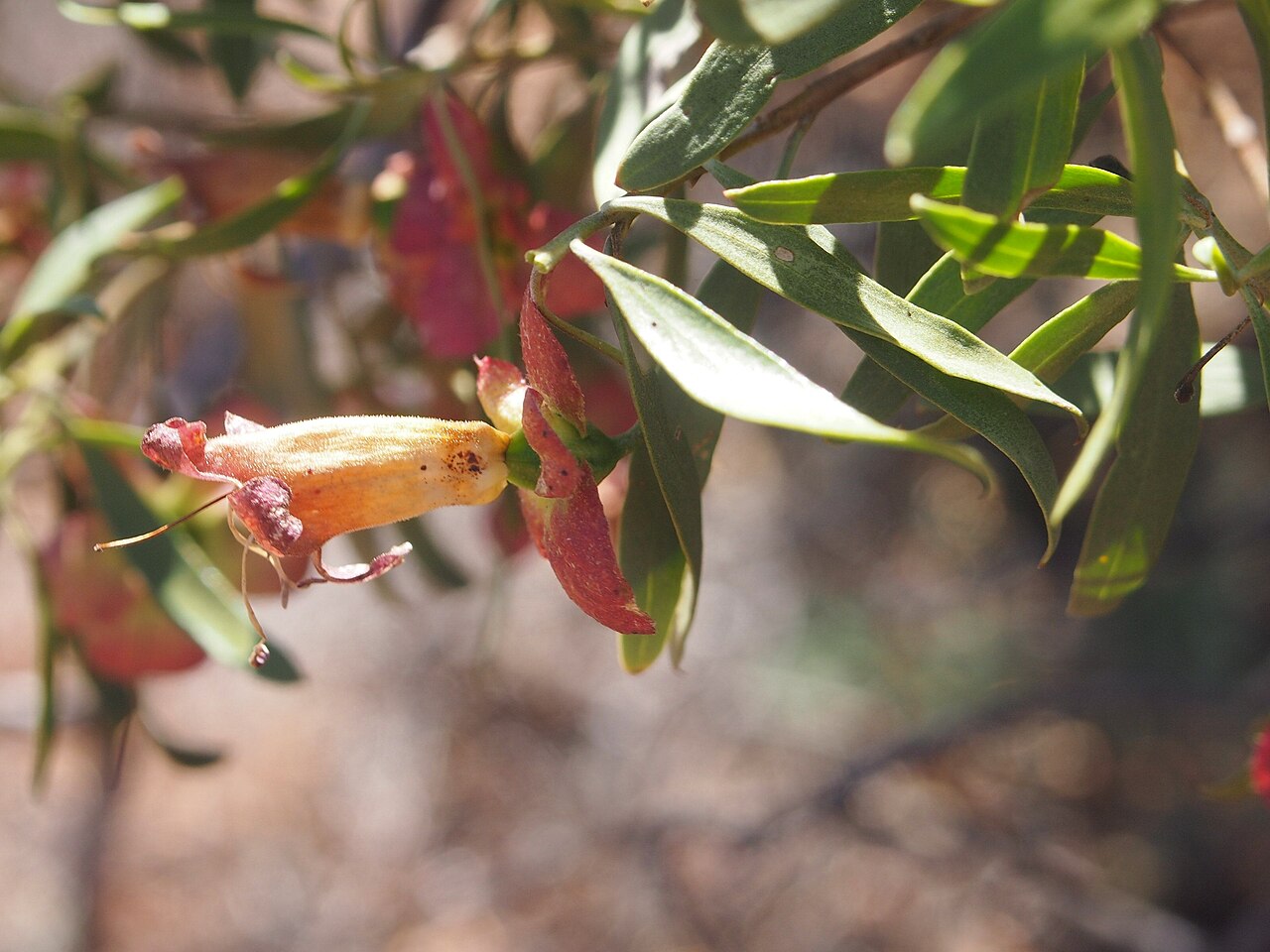 Eremophila neglecta: Eremophila neglecta flower
