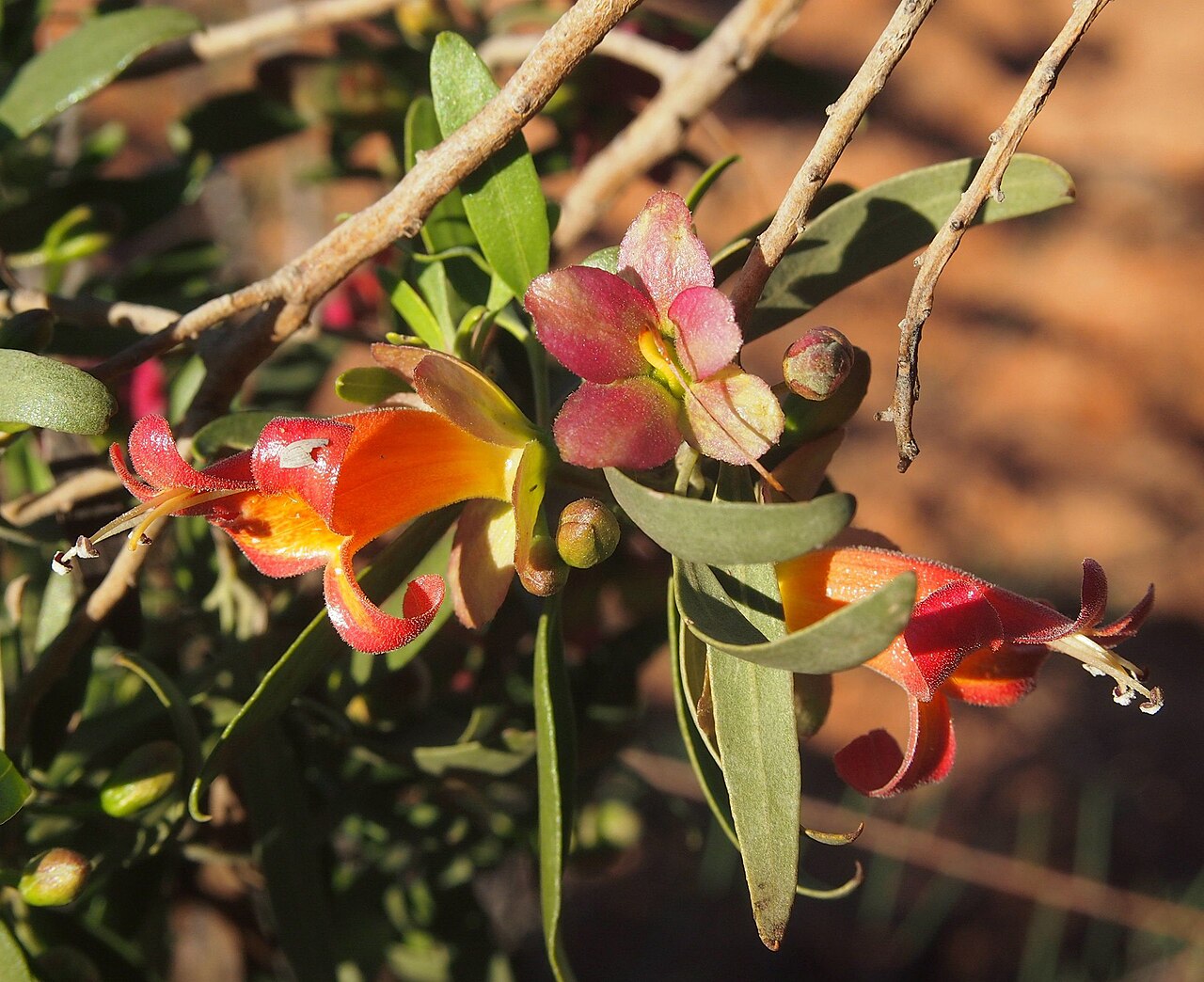 Eremophila neglecta: Eremophila neglecta flower and fruit