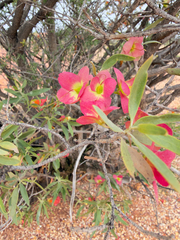Eremophila neglecta (Eremophila neglecta)
