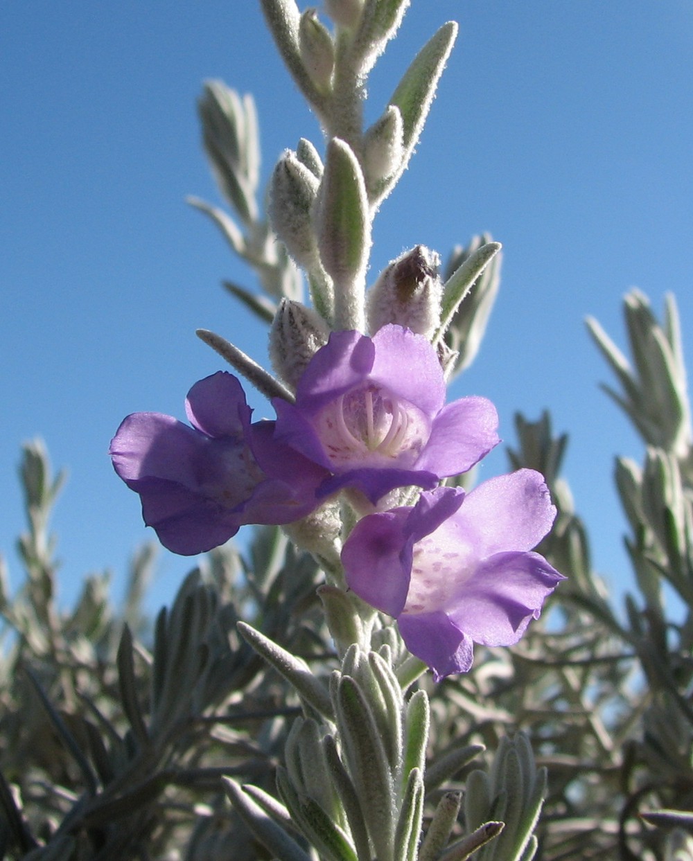 Silky eremophila: Eremophila nivea , Royal Botanic Gardens Cranbourne, Victoria, Australia