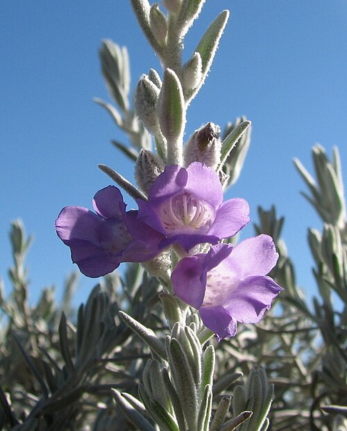 Silky eremophila: Eremophila nivea , Royal Botanic Gardens Cranbourne, Victoria, Australia