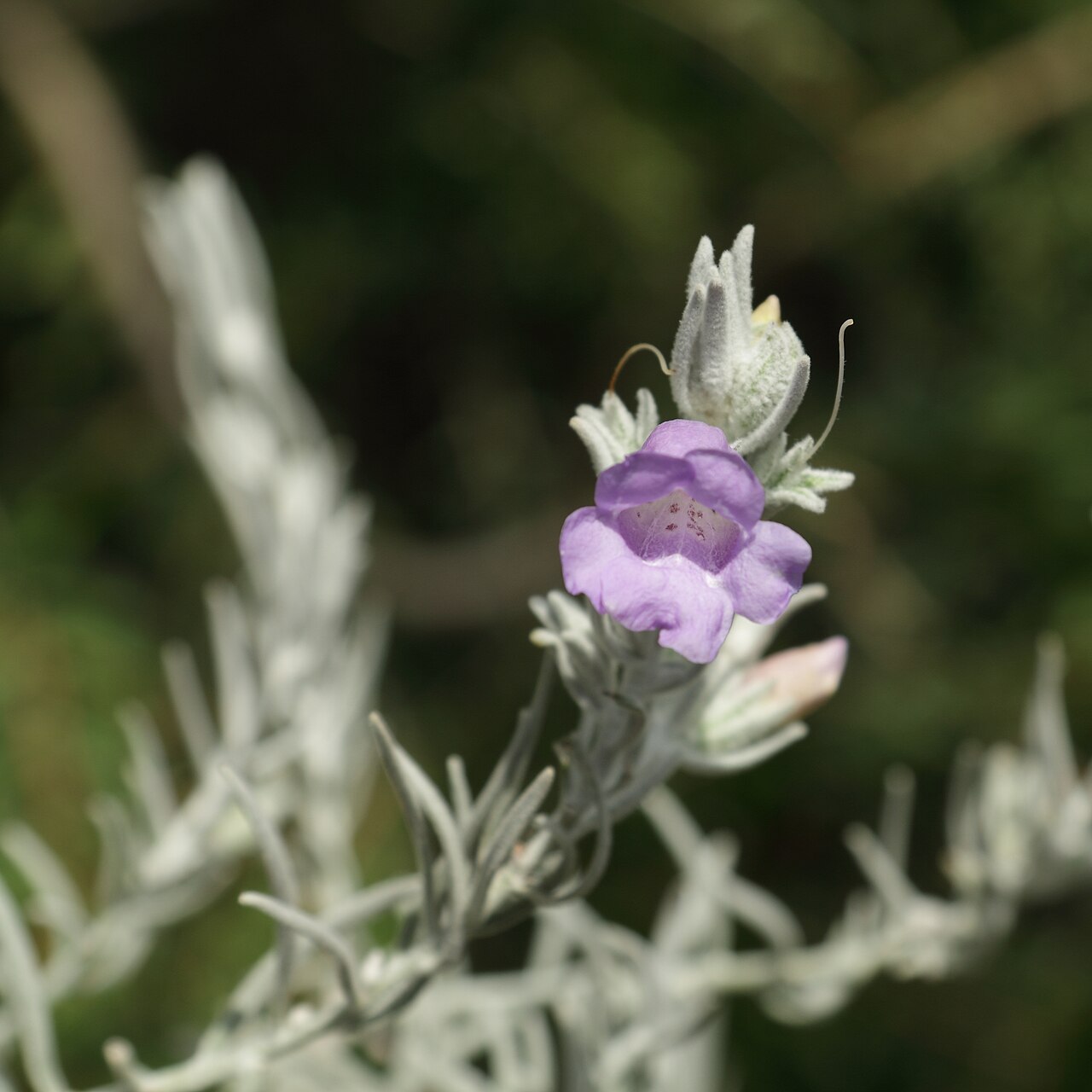 Silky eremophila: Eremophila nivea, identifierad med hjälp av befintlig skylt vid Kew Gardens , London.