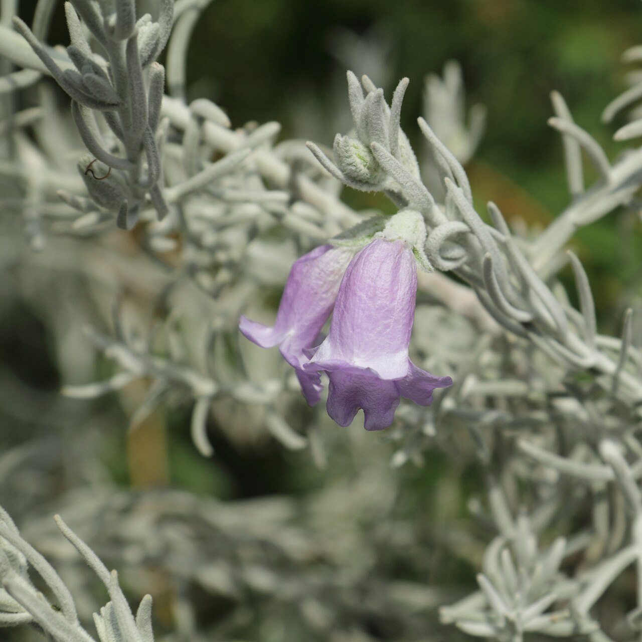 Silky eremophila: Eremophila nivea, identifierad med hjälp av befintlig skylt vid Kew Gardens , London.