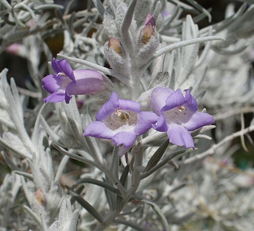 Silky eremophila: SONY DSC