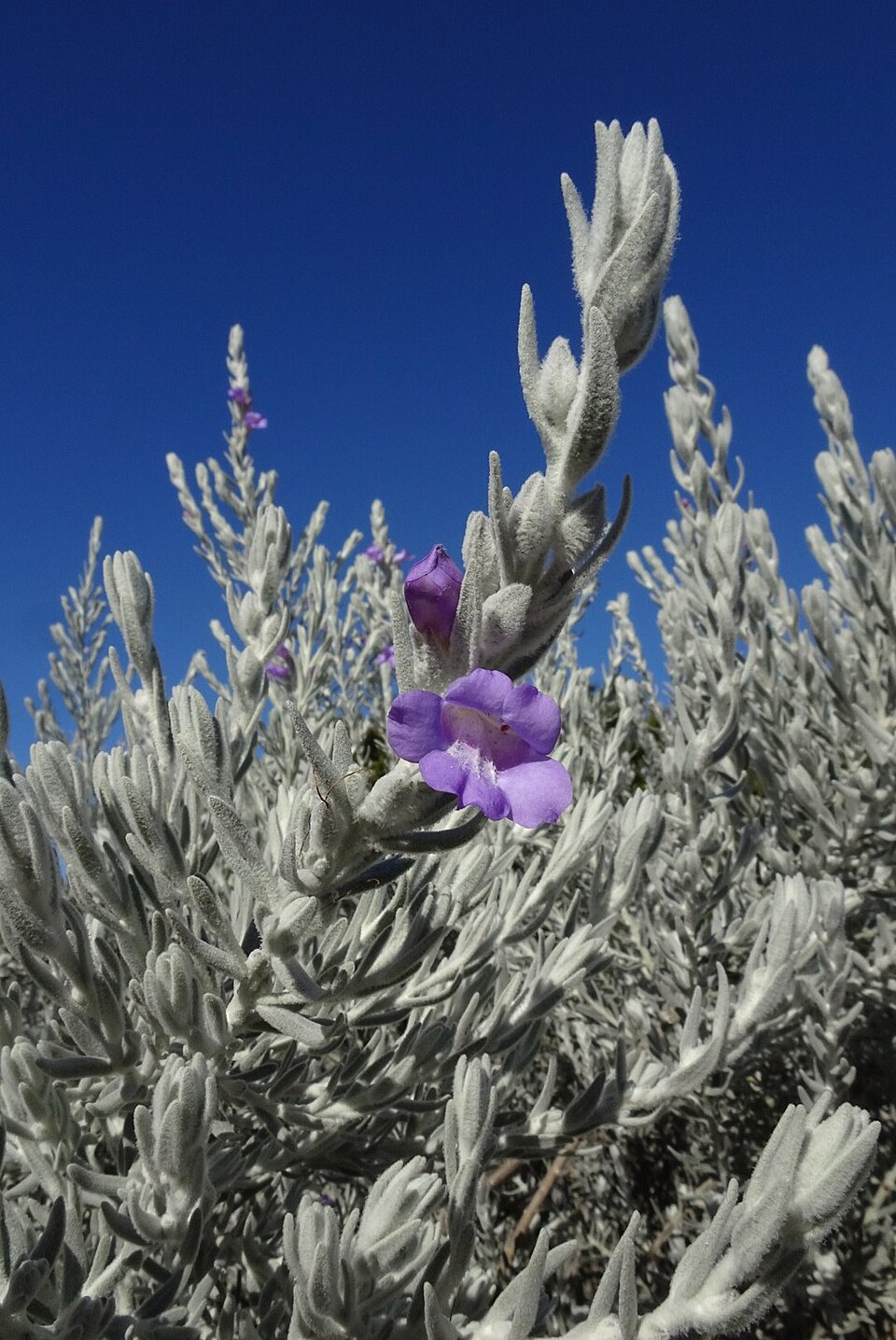 Silky eremophila: If you see some unusual and strange plant flowering in winter-spring - be sure it comes from Western Australia! Just like this one - with amazing soft silver fo