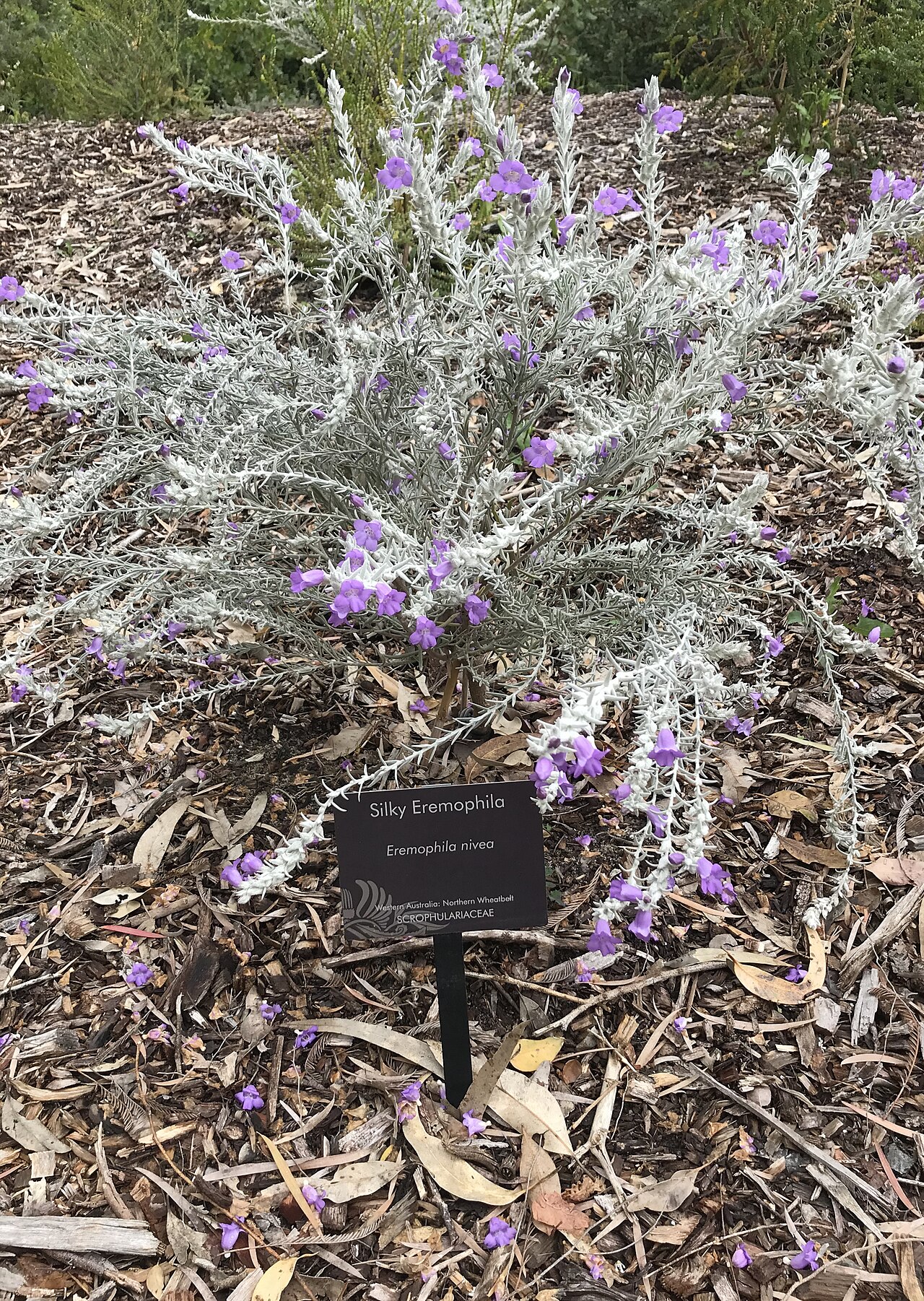 Silky eremophila: Eremophila nivea in Kings Park WA