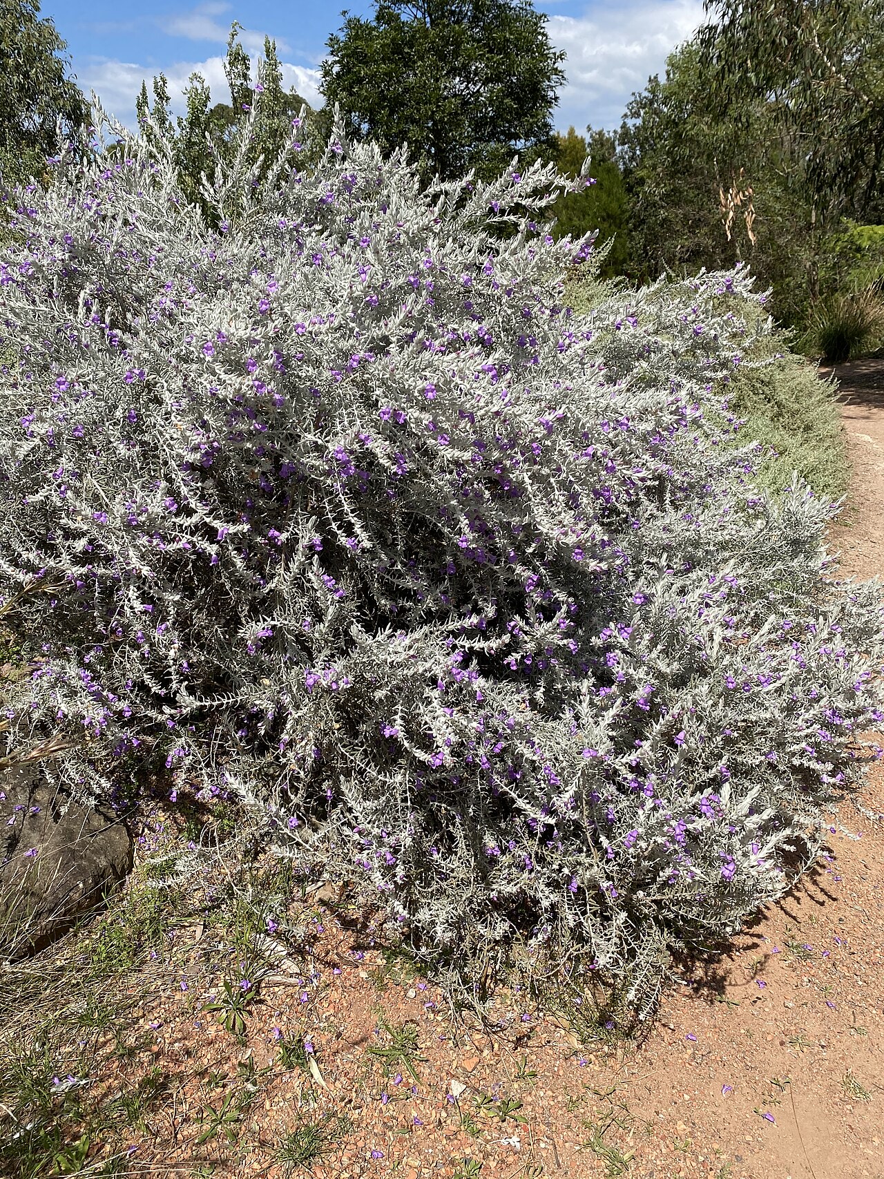 Silky eremophila: Eremophila nivea in the Wollongong Botanic Garden