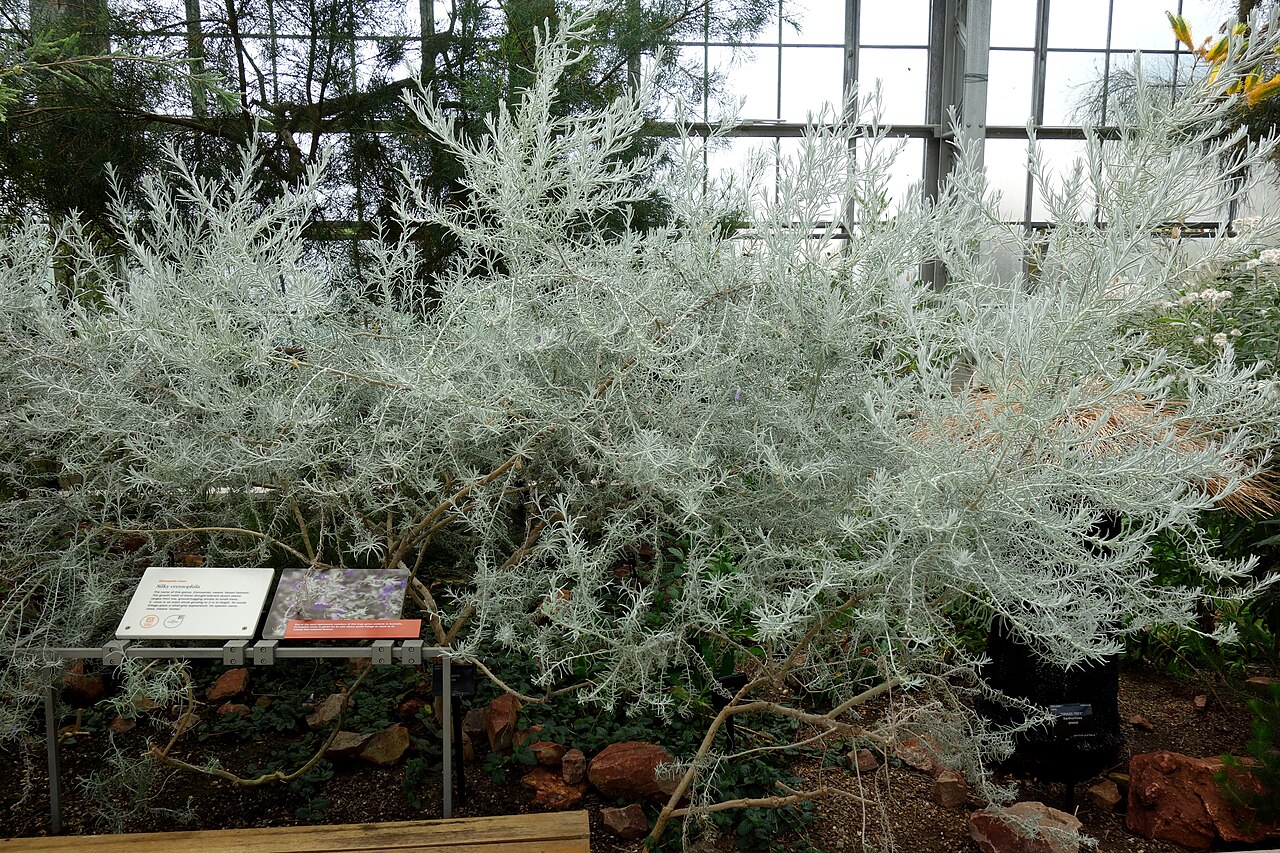 Silky eremophila: Specimen in Kew Gardens, London, England.