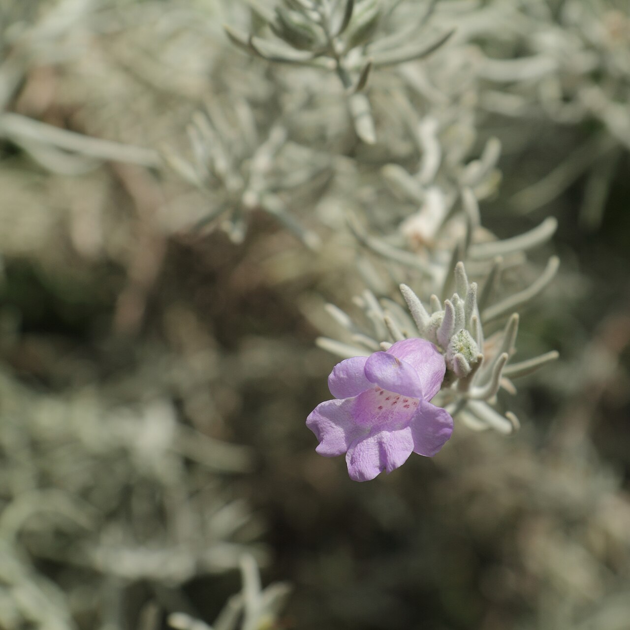 Silky eremophila: Eremophila nivea, identifierad med hjälp av befintlig skylt vid Kew Gardens , London.