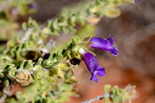 Eremophila obovata: Eremophila obovata
