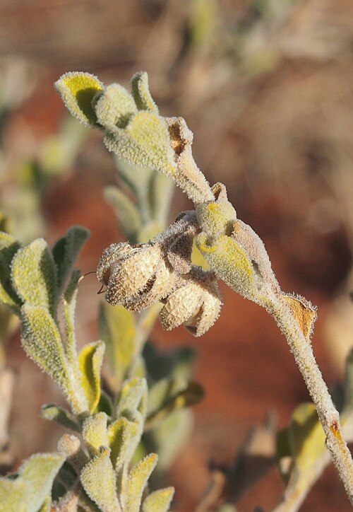 Eremophila obovata: Eremophila macdonnellii fruit and foliage