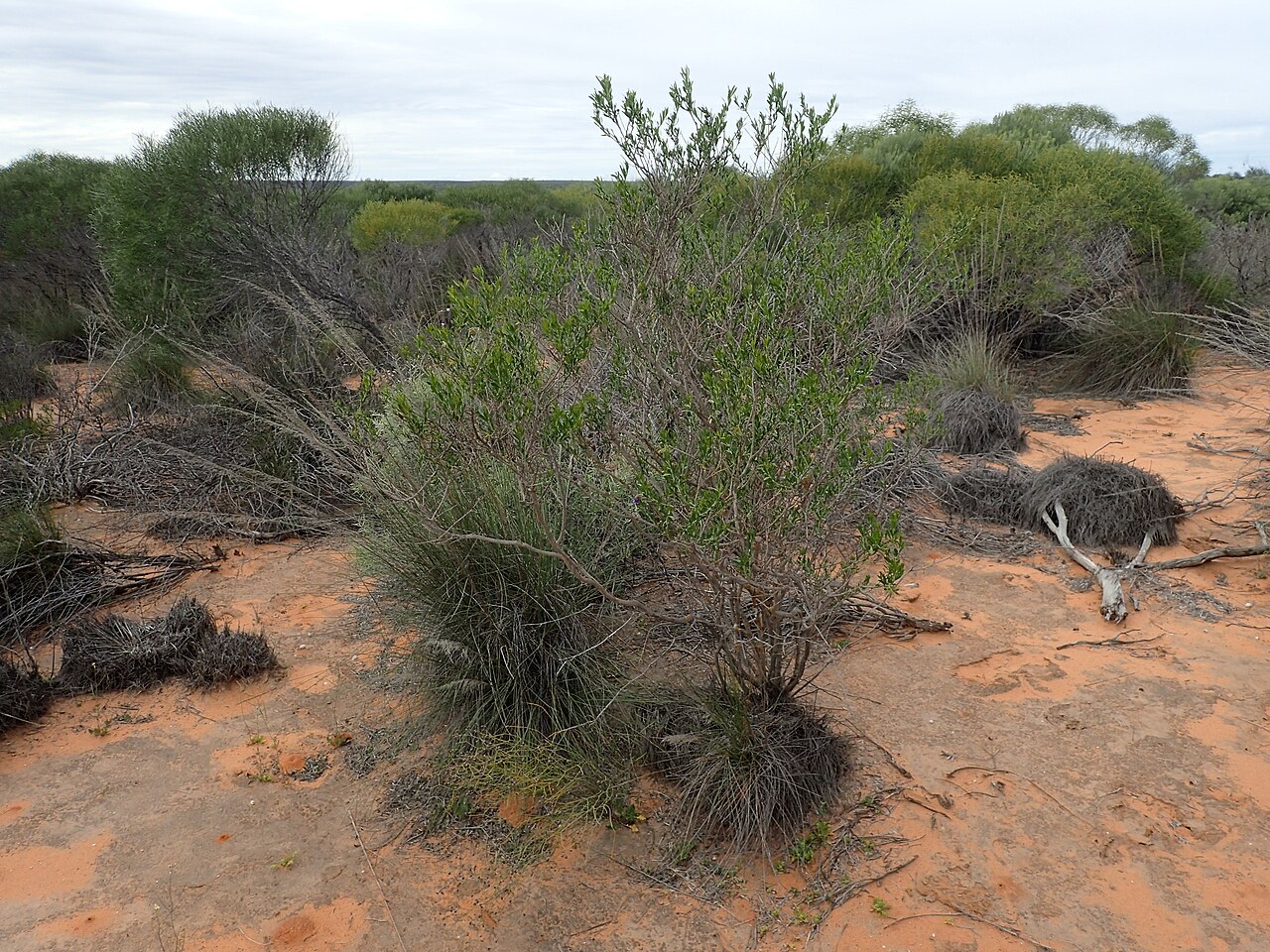 Eremophila occidens: Eremophila occidens growing about 23km along Useless Loop Road near Shark Bay