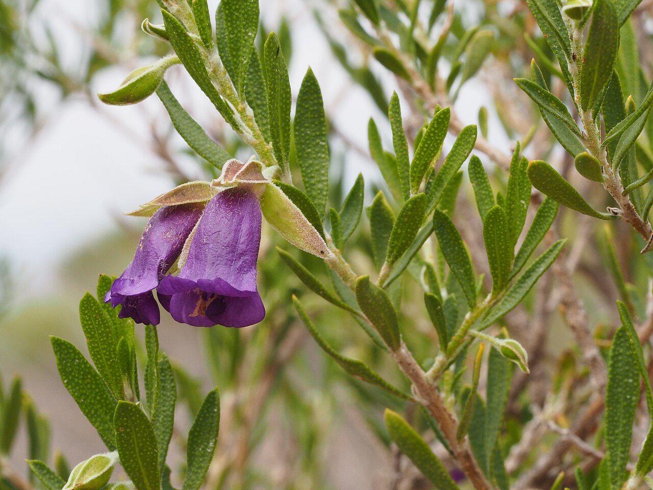 Eremophila occidens: Eremophila occidens growing about 23km along Useless Loop Road near Shark Bay