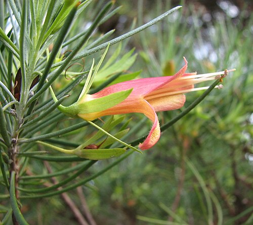 Eremophila oldfieldii: Eremophila oldfieldii , Maranoa Gardens, Balwyn, Victoria, Australia