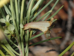 Eremophila oppositifolia (Eremophila oppositifolia)